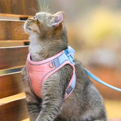 Coleira confortável e segura para gatos - Ideal para passeios 